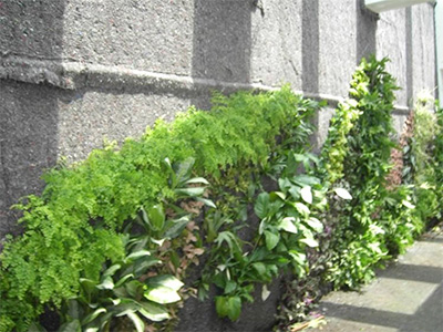 局部种植